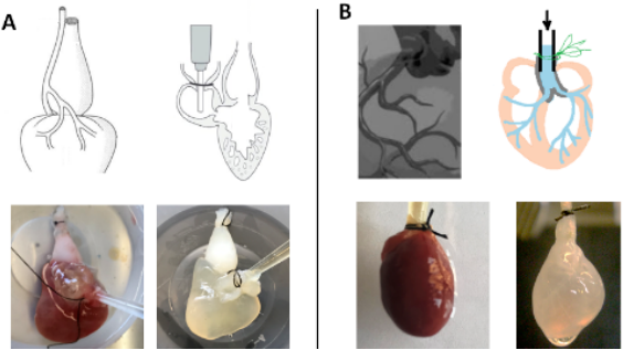 Figure 1. Cannulation process of fish (A) and rat (B) hearts, before and after decellularization.