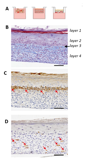 Figure showing the 3D skin substitute assembly (A) and four stained cross-sections (B: Masson’s trichrome with numbered layers 1-4, C: laminin, D: PECAM1) with red arrows marking features of interest.