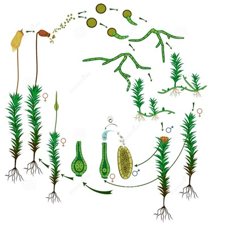 Diagram of a plant life cycle, showing alternation between sporophyte and gametophyte generations.