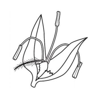Diagram of a flower’s structure, showing its floral parts and symmetry.