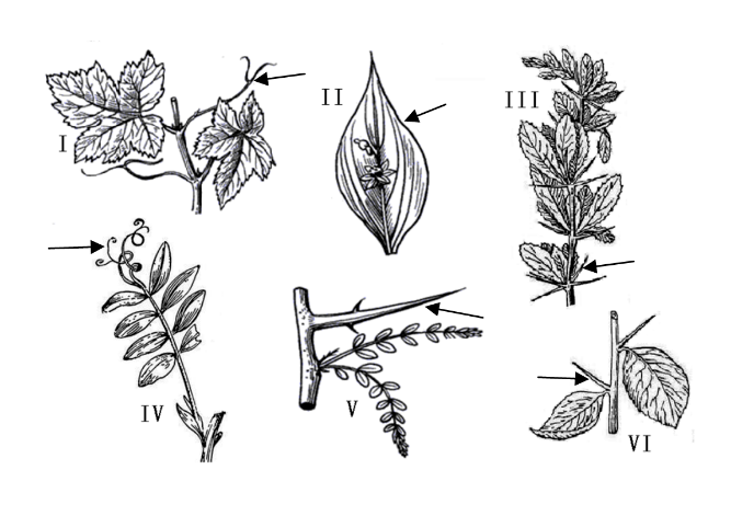 Six illustrations (I-VI) of modified plant organs: tendrils, thorns, and spines arising from either stems or leaves.