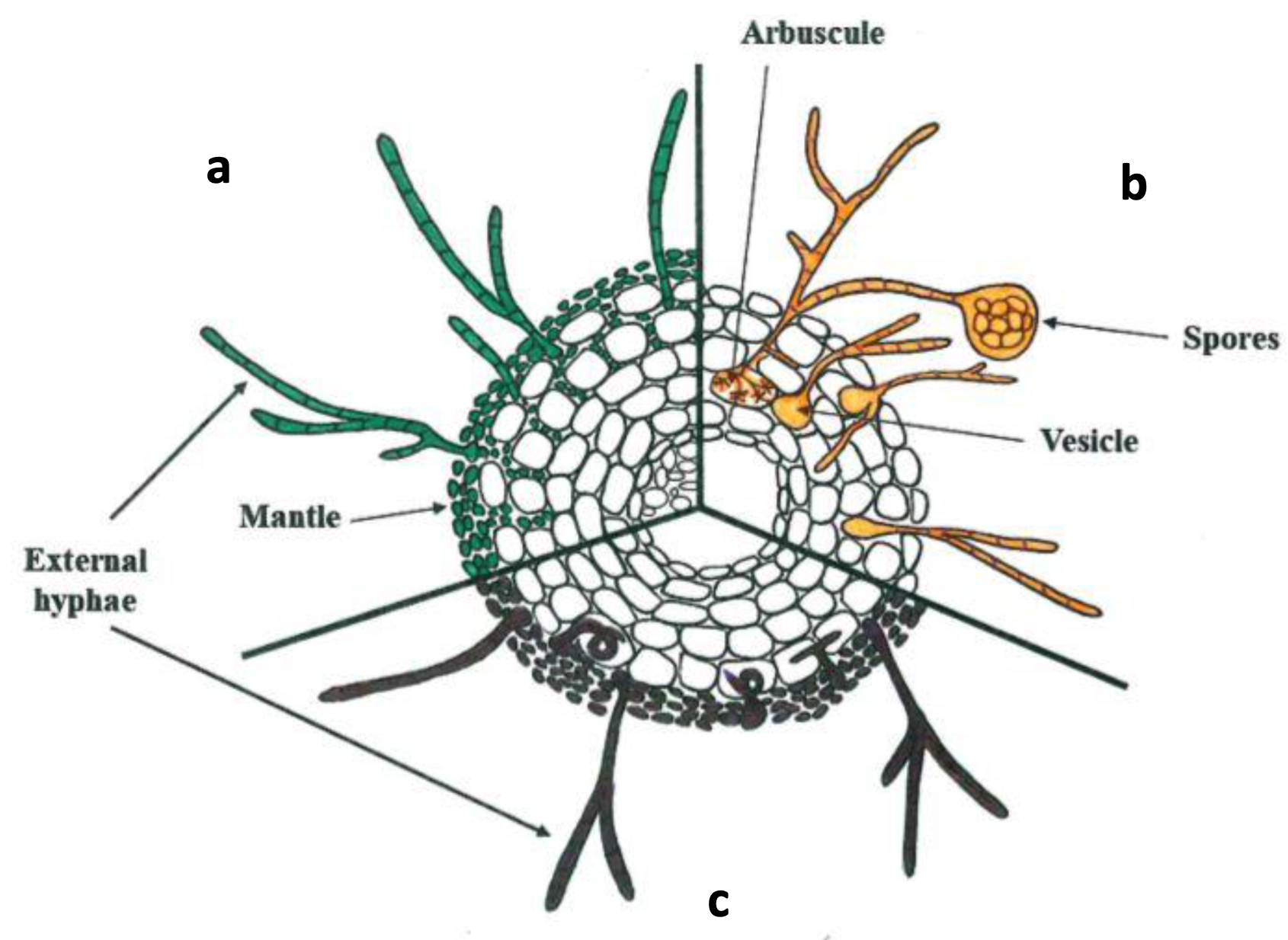 Cross-section of a root split into three sectors (a, b, c), each showing a different fungal symbiosis pattern — external mantle hyphae, internal arbuscules/vesicles/spores, and simpler external hyphae.