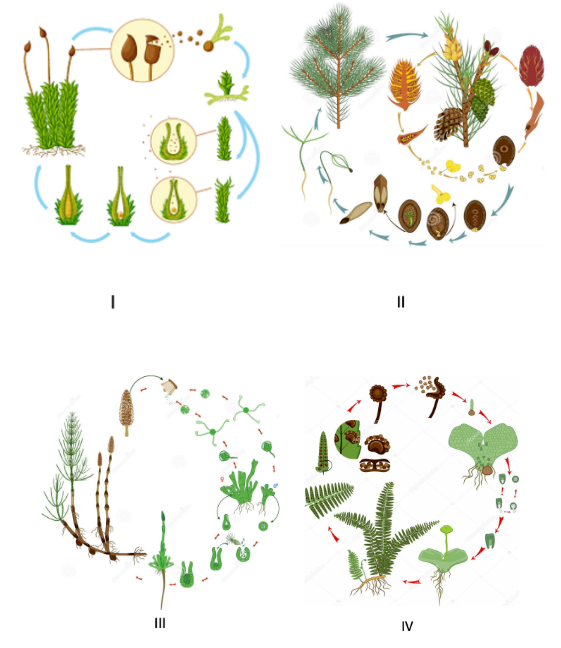 Four plant life-cycle diagrams (Species I-IV), illustrating different fertilization mechanisms.