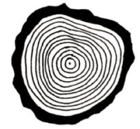 A cross-section of a tree trunk showing concentric annual growth rings.