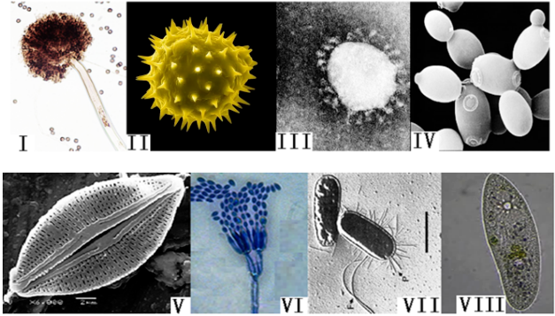Eight microscopy images (I-VIII) of diverse biological samples: pollen tube, pollen grain, virus particle, budding yeast, diatom, fungal spore structure, flagellated bacterium, and ciliate protozoan.