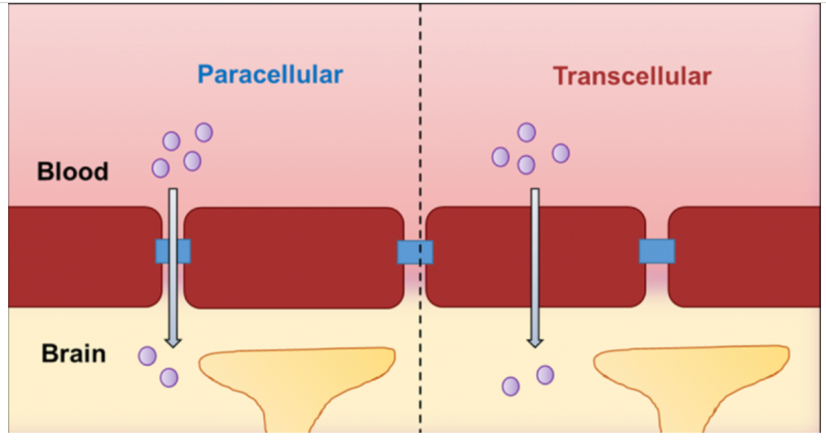 Figure 1. Diagram of paracellular and transcellular bacterial transport pathways across the blood-brain barrier.