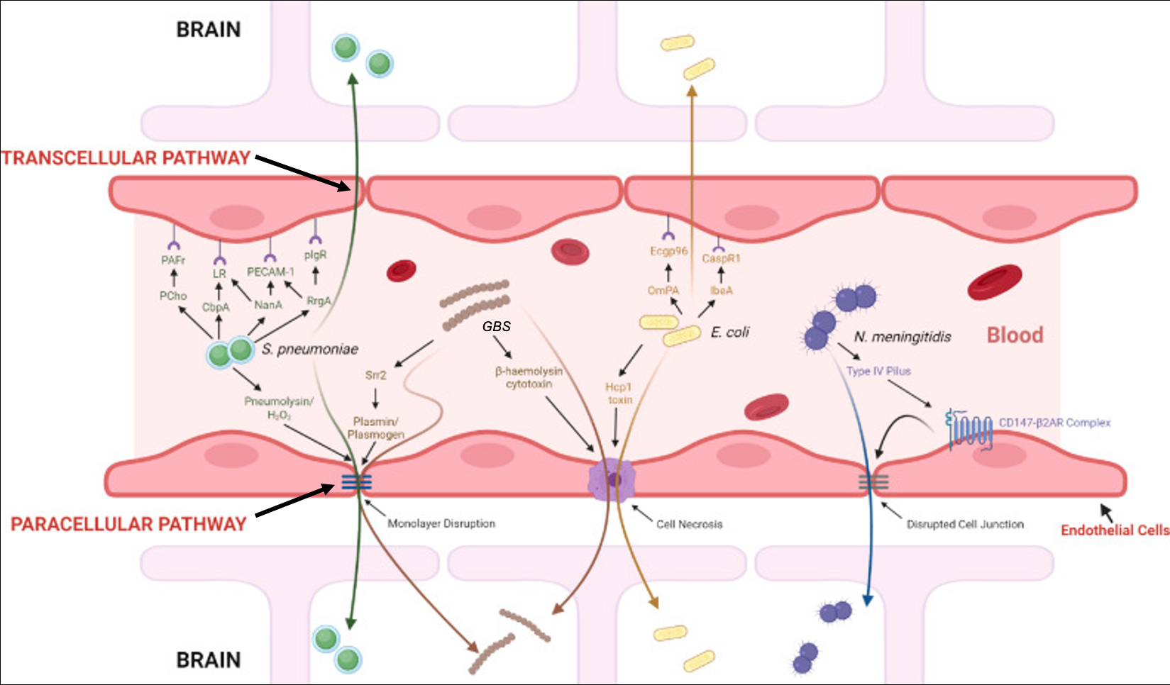 Figure 2. Mechanisms used by four common meningitis-causing bacteria (N. meningitidis, E. coli, Group B Streptococcus, S. pneumoniae) to cross the blood-brain barrier.