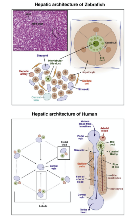 Figure comparing the hepatic (liver) architecture of zebrafish and human, with labelled structures: bile duct, sinusoid, hepatic artery, central vein, hepatocytes, stellate cells, portal triad, and lobule.