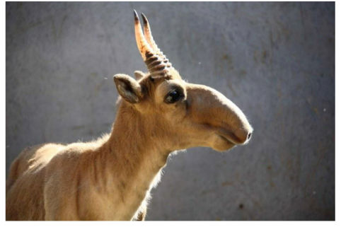 Figure 1. Male saiga, showing the distinctive long snout-like nose.