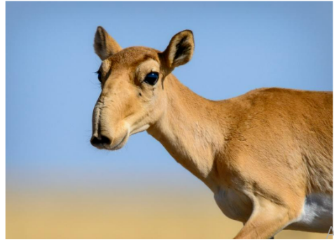 Figure 2. Female saiga, showing the same snout-like nose.