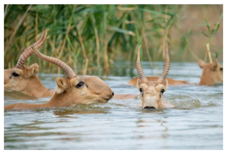 Figure 3. Saigas swimming across a river during migration.
