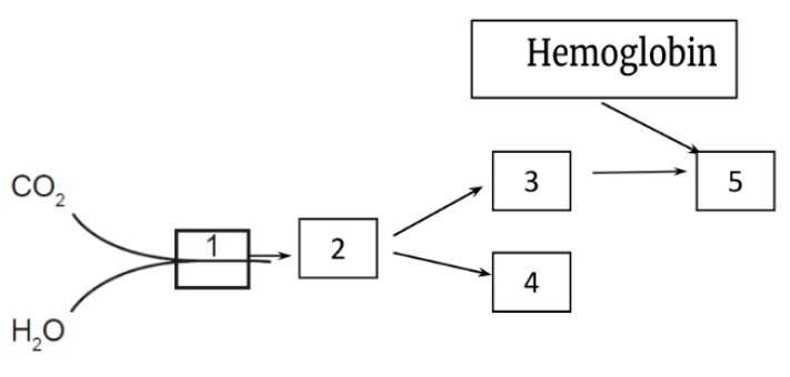 Diagram of the bicarbonate pathway for CO2 transport in red blood cells, showing carbonic anhydrase and haemoglobin.