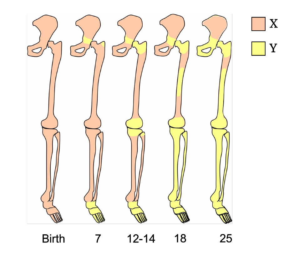 Five skeletons of the lower limb at ages Birth, 7, 12-14, 18, and 25, showing red marrow (X) receding from the extremities and yellow marrow (Y) spreading toward the pelvis with age.