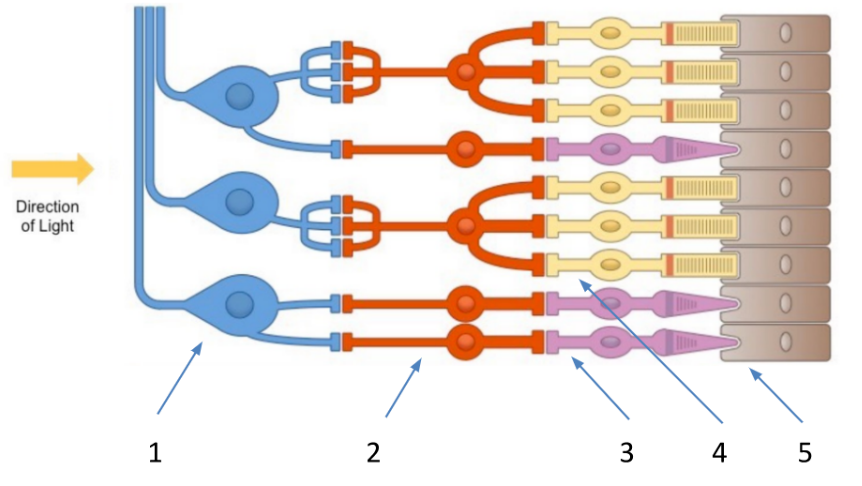 Diagram of retina cell layers 1-5, with an arrow showing the direction of incoming light.