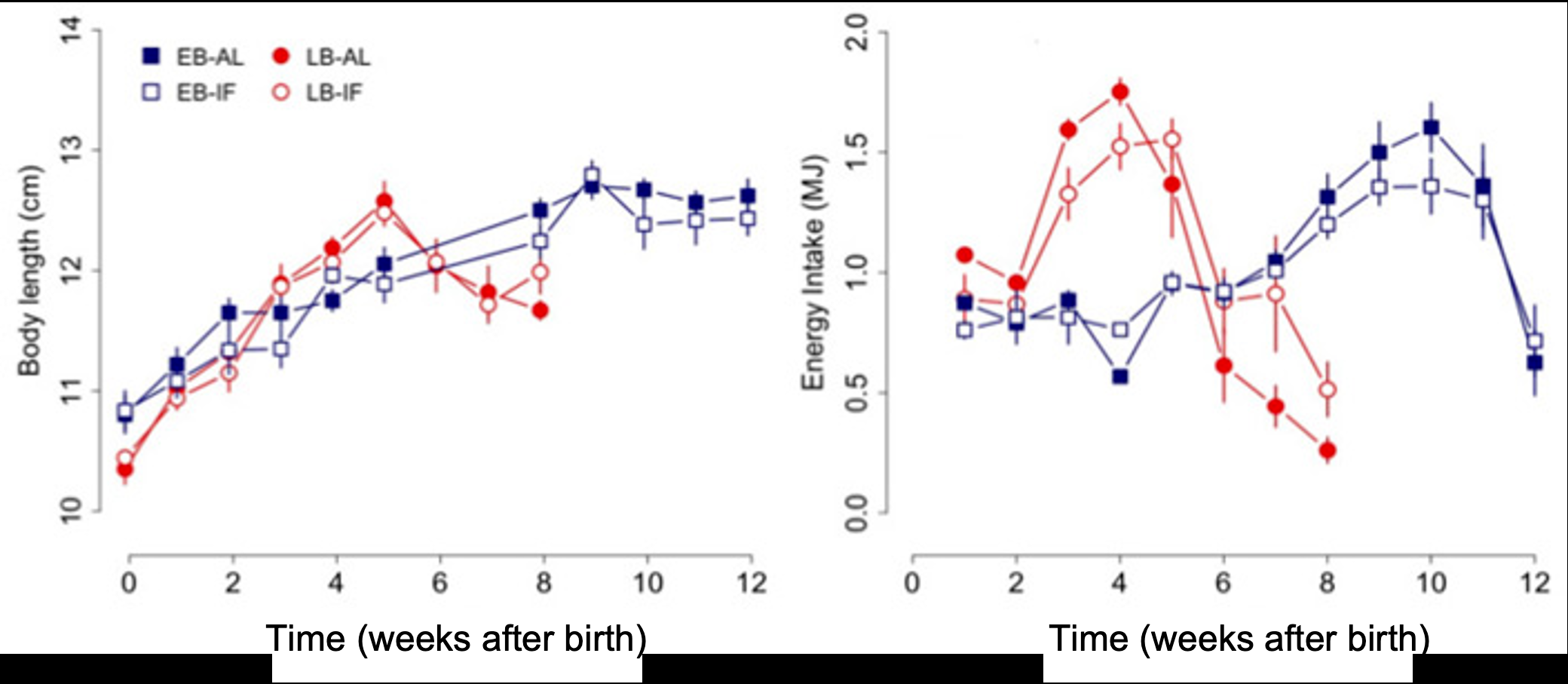 Two graphs: body length and energy consumption vs. time, for early-litter (EB) and late-litter (LB) dormouse pups under ad libitum (AL) and intermittently fasted (IF) conditions.