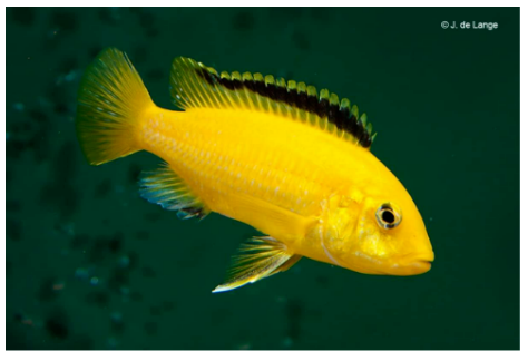 Female (top) and male (bottom) Labidochromis caeruleus, showing the male’s yellow anal-fin egg-spots.