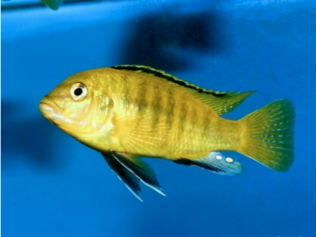 Male Labidochromis caeruleus with yellow egg-mimicking dots on the anal fin.