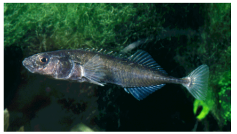 Figure 1. A dark-colored male Ninespine stickleback during the breeding season.