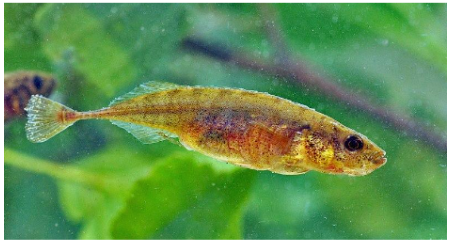 Figure 2. A Ninespine stickleback female; some adult males also share this coloration.