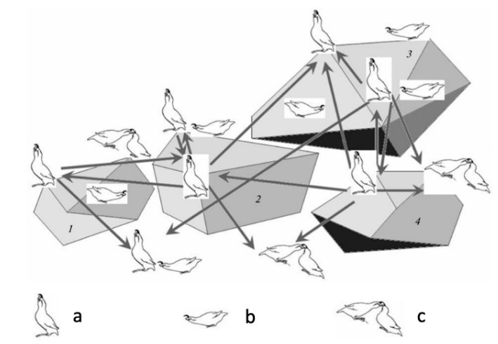 Figure 2. Diagram of courtship-game movements between rocks at high bird density.