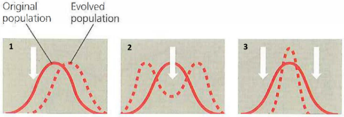 Figure 1. Three frequency distribution curves showing the effects of natural selection on a trait — original population (solid) vs. evolved population (dashed).