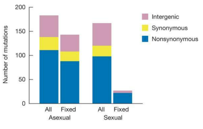 Figure showing counts of intergenic, synonymous, and nonsynonymous mutations, split by All vs Fixed and by asexual vs sexual yeast populations.