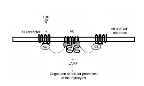 Diagram showing TSH-receptor and VIP/PACAP receptor both signalling through their own GS proteins to a shared adenylyl cyclase (AC), producing cAMP.