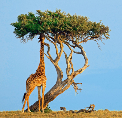 Two images showing giraffe posture while eating (a) and drinking water (b).