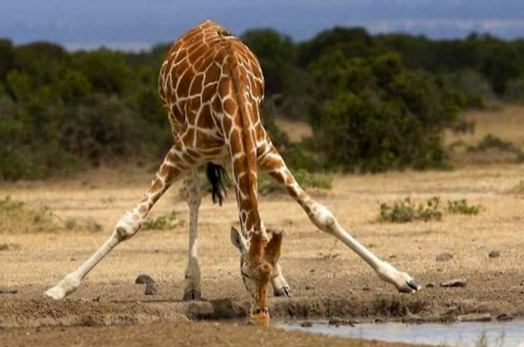 Giraffe drinking water, showing the characteristic splayed-leg posture.