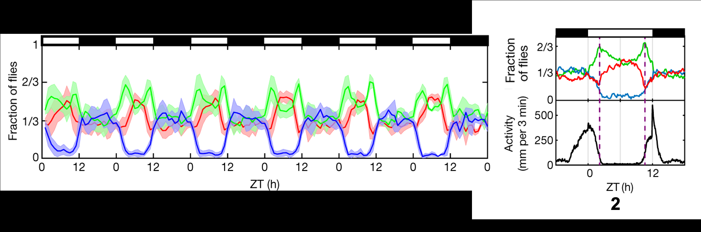 Figure 2. Fly color preference and motor activity over 6 days, ZT 0 = start of daylight, ZT 12 = lights off.
