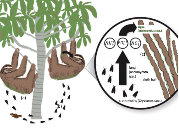 Diagram of the relationships between the three-toed sloth, moths, algae, and fungi living in its fur.