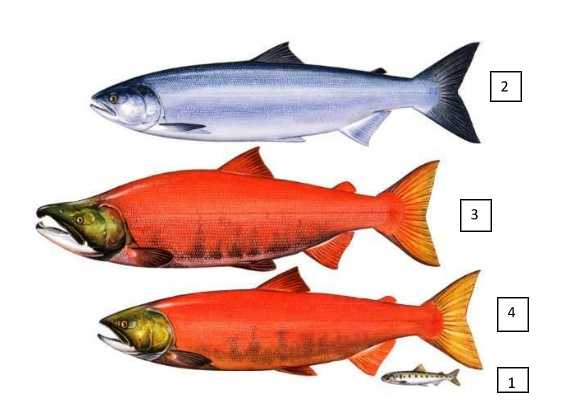 Figure showing sockeye salmon coloring at four life stages: river phase, ocean phase, breeding male, and breeding female.