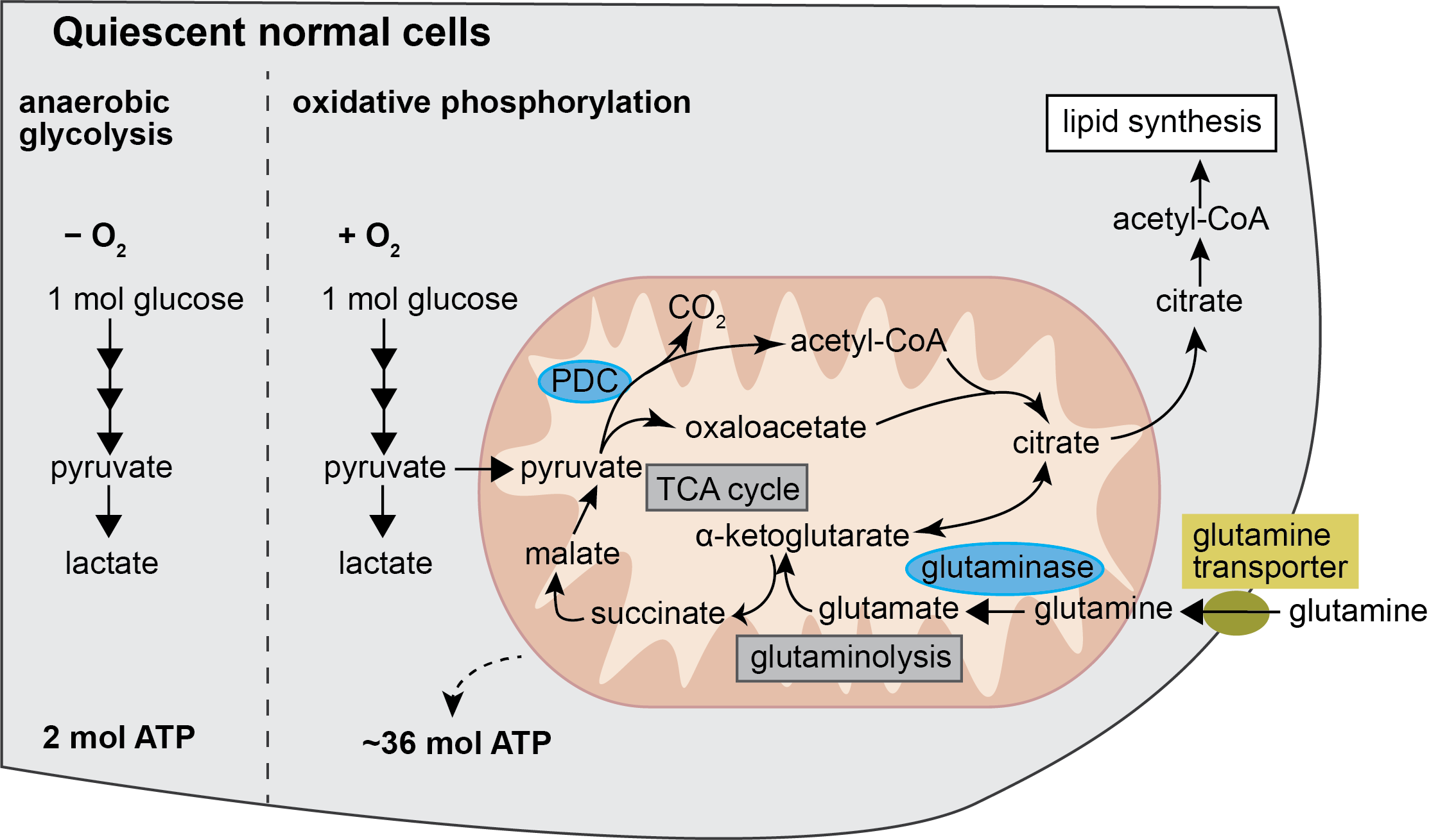 Figure 1a. Metabolic pathway of glucose in quiescent normal cells — oxidative phosphorylation dominates, yielding ~36 mol ATP per glucose via the TCA cycle.