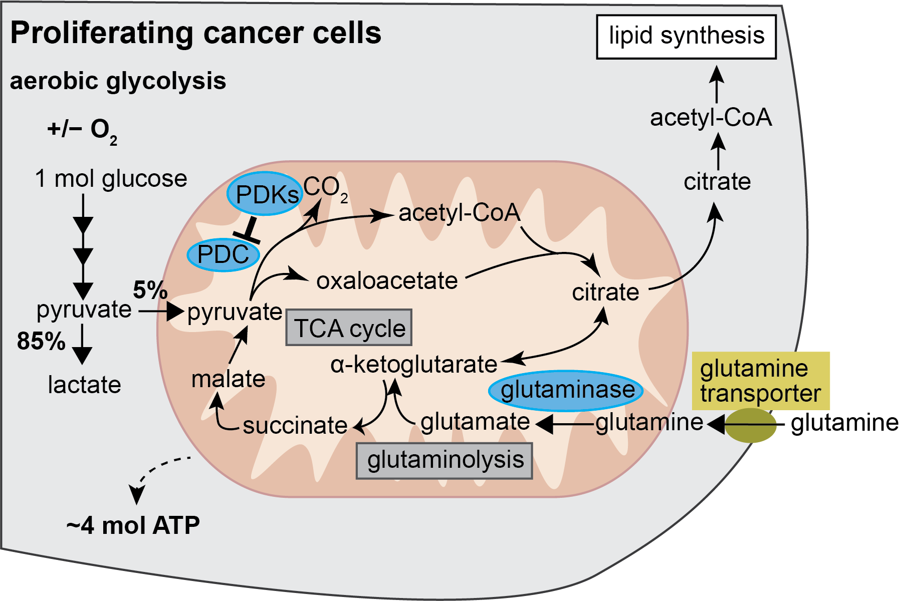 Figure 1b. Metabolic pathway of glucose in proliferating cancer cells — aerobic glycolysis dominates (only ~5% of pyruvate enters the TCA cycle via PDC, inhibited by PDKs), supplemented by glutaminolysis feeding the TCA cycle for anabolic precursors.