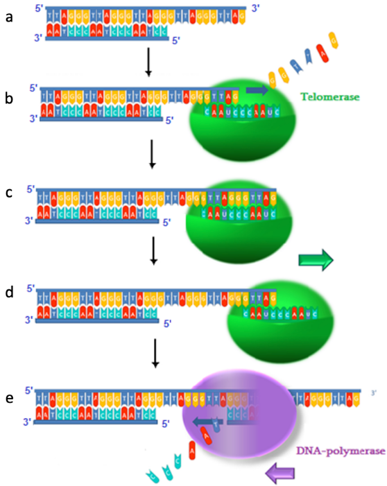 Figure 1. The mechanism of action of telomerase: (a) replication complete, 3’ overhang present; (b) telomerase binds via RNA:DNA base-pairing; (c) telomerase extends the 3’ overhang using its RNA as template; (d) telomerase translocates; (e) DNA polymerase fills in the complementary strand.