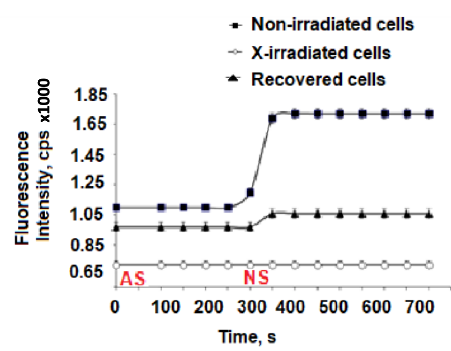 Figure. Fluorescence intensity curves of NADPH during the aerobic-anaerobic transition for non-irradiated, X-irradiated, and recovered yeast cells. AS = air sparging, NS = nitrogen sparging.