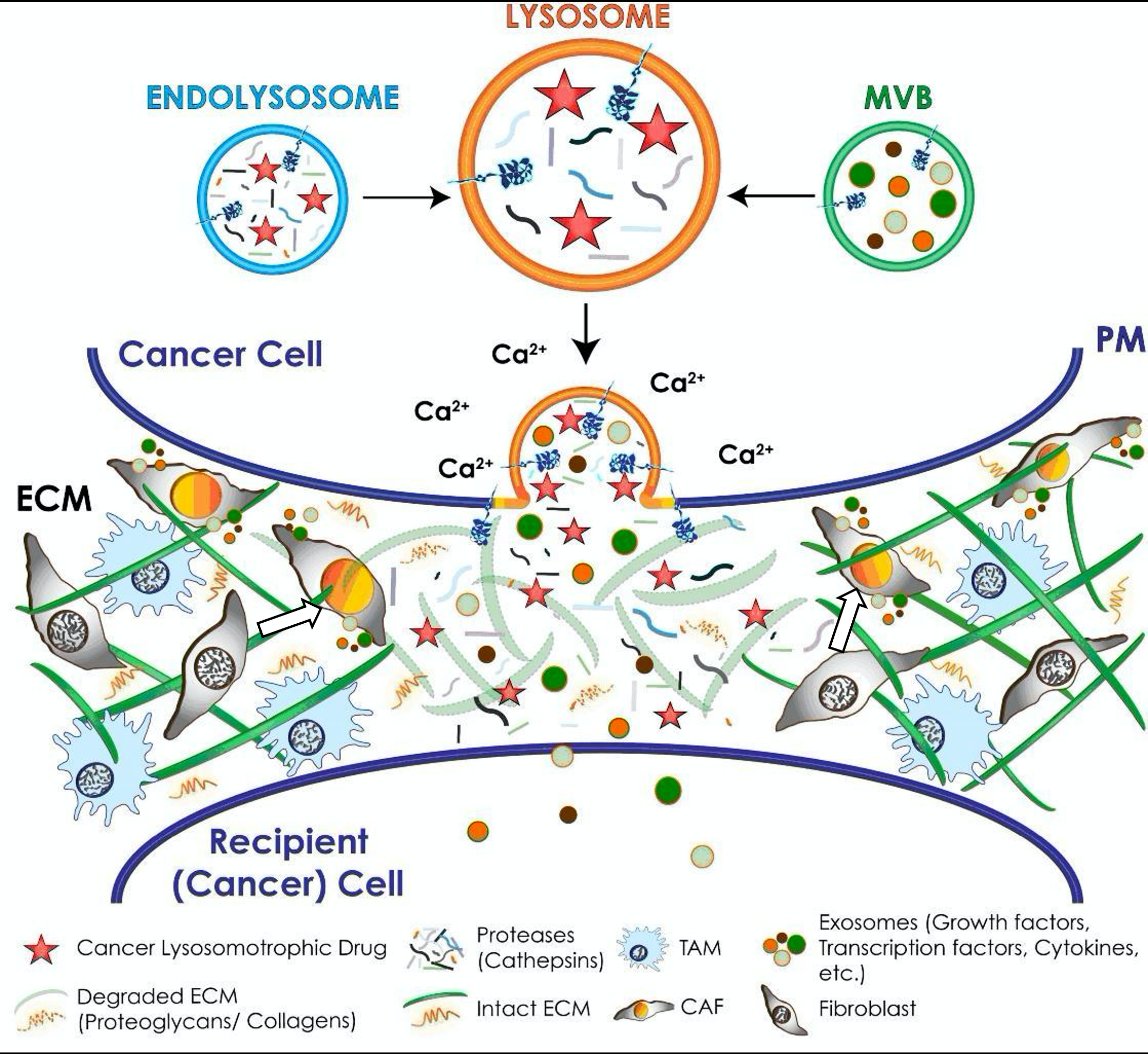 Figure. Schematic representation of downstream effects of lysosomal exocytosis in cancer cells. Endolysosomes and multivesicular bodies (MVB) fuse into the lysosome, which fuses with the plasma membrane to release proteases (cathepsins), exosomes (growth factors, transcription factors, cytokines), and cancer lysosomotrophic drugs into the ECM — converting nearby fibroblasts and macrophages into CAF (cancer-associated fibroblasts) and TAM (tumor-associated macrophages).
