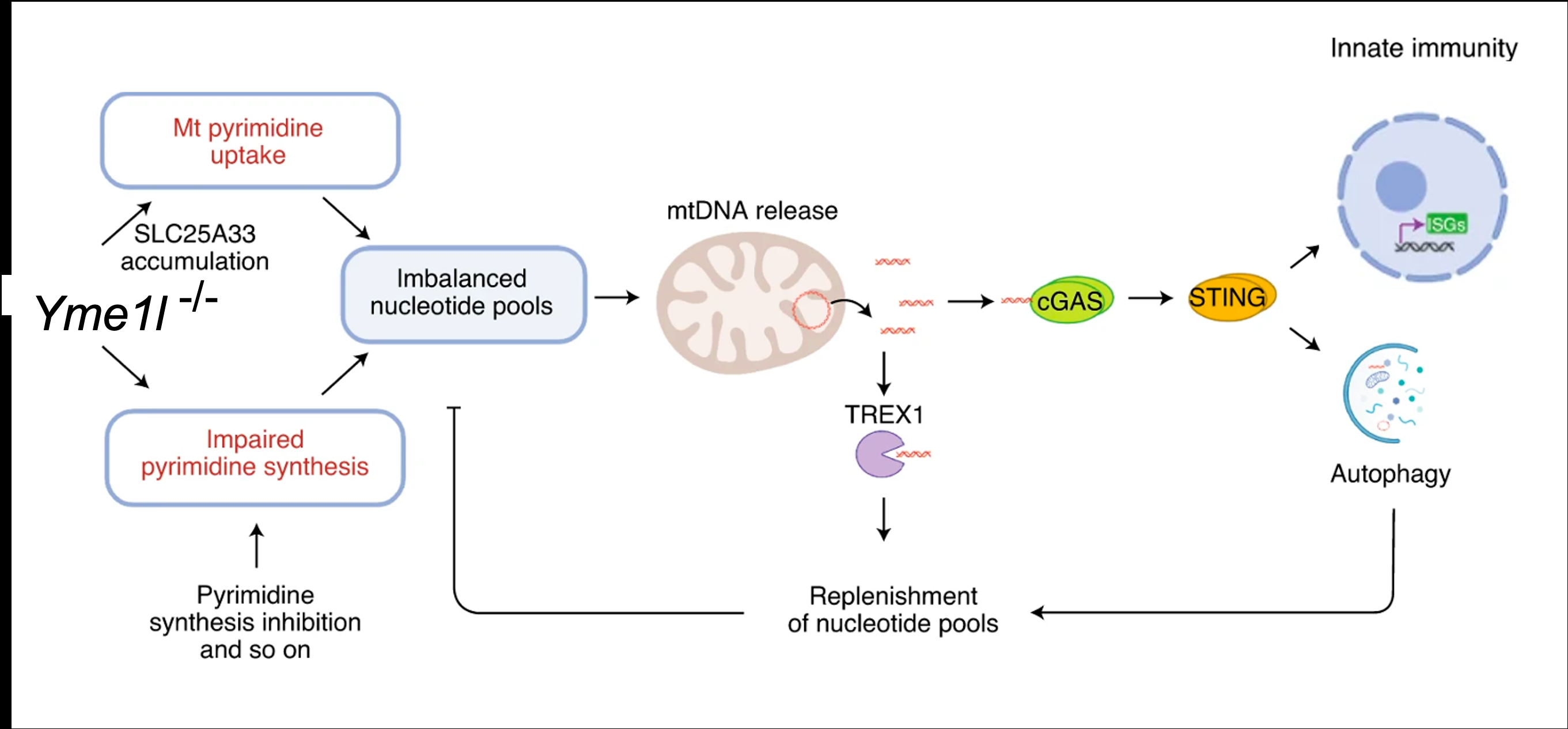 Figure. mtDNA-dependent innate immunity is coupled to cellular nucleotide metabolism. Yme1L = an ATP-dependent proteolytic complex of the internal mitochondrial membrane responsible for maintaining mitochondrial morphology (and normally degrading SLC25A33); STING = an adaptive protein responsible for stimulating interferons; SLC25A33 = pyrimidine transporter; TREX1 = exonuclease; cGAS = cGMP-AMP-synthase. Yme1L knockout causes SLC25A33 accumulation and impaired pyrimidine synthesis, leading to imbalanced nucleotide pools, mtDNA release, cGAS-STING activation, innate immunity and autophagy; TREX1 degrades released mtDNA, replenishing nucleotide pools.