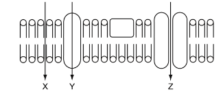 Cell membrane cross-section with three labelled transport paths, X, Y, and Z.