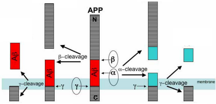 Figure 1. APP multi-domain protein modification — β-cleavage followed by γ-cleavage releases the amyloidogenic Aβ peptide (red); α-cleavage (which cuts within the Aβ sequence) followed by γ-cleavage instead releases non-amyloidogenic fragments (teal), precluding Aβ formation.