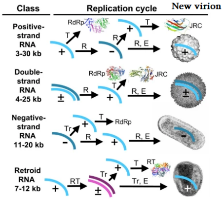 Figure. Replication cycles of different RNA viruses, by class: Positive-strand RNA, Double-strand RNA, Negative-strand RNA, Retroid RNA. ‘+’ denotes a positive strand of RNA; ‘-’ denotes a negative strand of RNA. Tr = transcription; T = translation; R = replication; E = encapsidation; RdRp = RNA-dependent RNA polymerase; RT = reverse transcriptase.