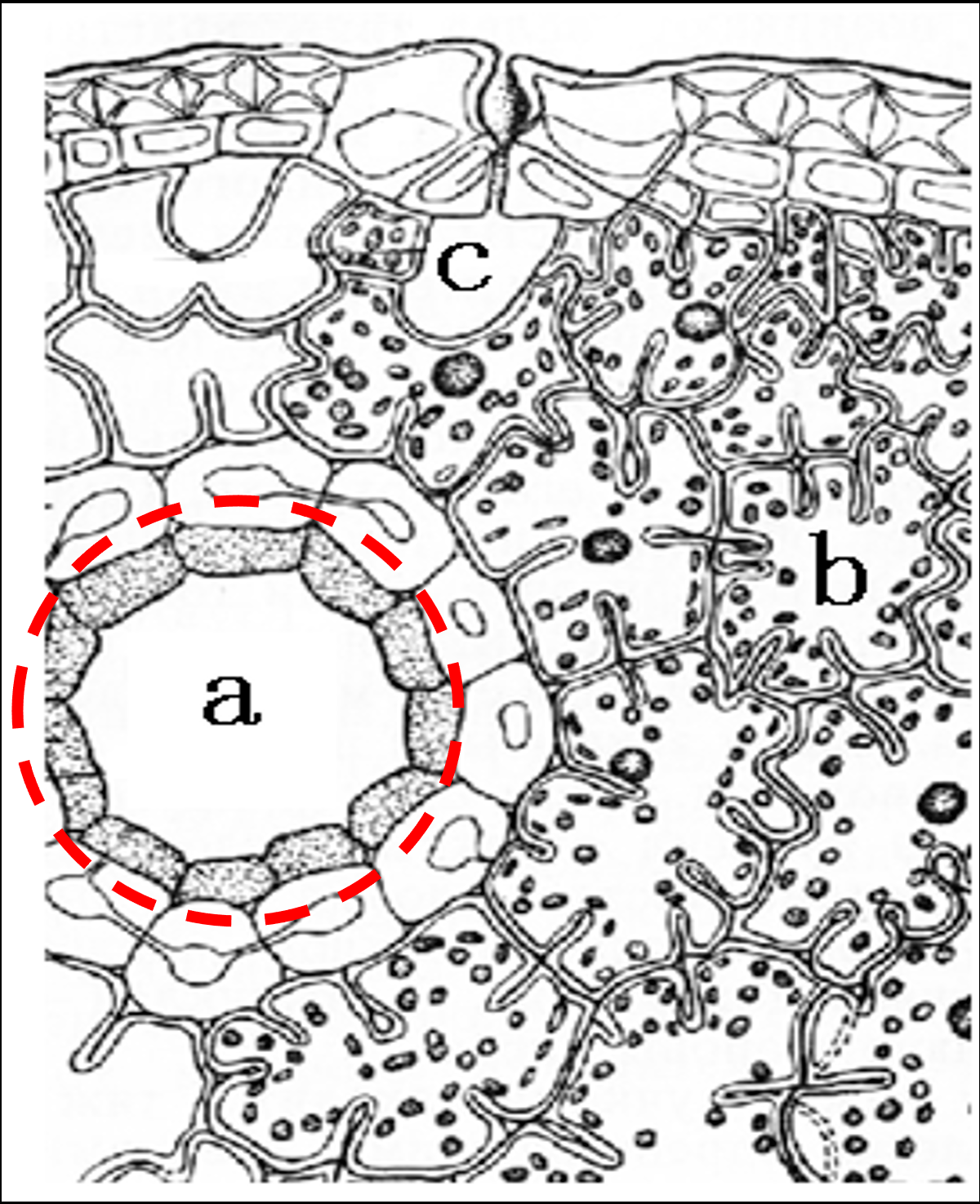 Figure. Cross-section of a plant organ showing structure a (a ring of cells around a central empty lumen, dashed outline), structure b (mesophyll tissue with dotted inclusions), and space c (an air cavity near the epidermis).