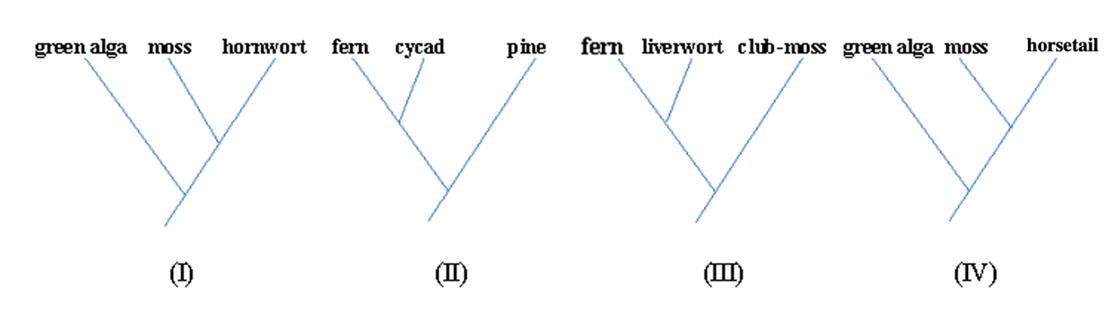 Figure. Four candidate cladograms: (I) green alga, (moss, hornwort); (II) pine, (fern, cycad); (III) club-moss, (fern, liverwort); (IV) green alga, (moss, horsetail).