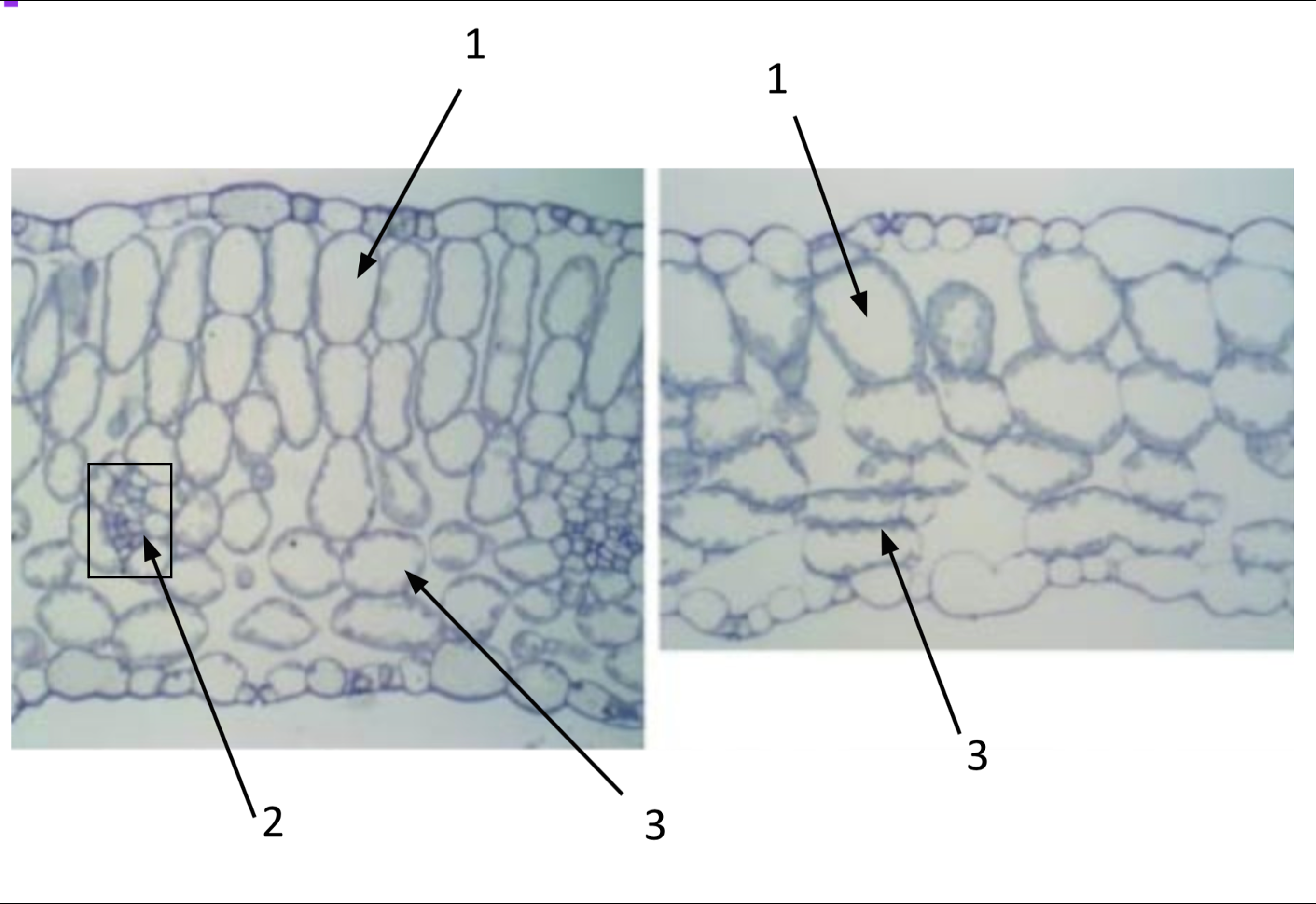 Figure 1. Cross-sections of two leaves of A. thaliana. Left: a thicker leaf with well-developed, elongated palisade mesophyll (label 1) and looser cells beneath (label 2/3). Right: a thinner leaf with less organized mesophyll, palisade (1) and spongy mesophyll (3) labeled.