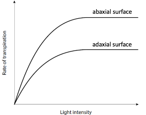 Graph of transpiration rate vs. light intensity for the abaxial (lower) and adaxial (upper) leaf surfaces. Both curves rise and then plateau as light intensity increases, but the abaxial-surface curve plateaus at a clearly higher transpiration rate than the adaxial-surface curve.