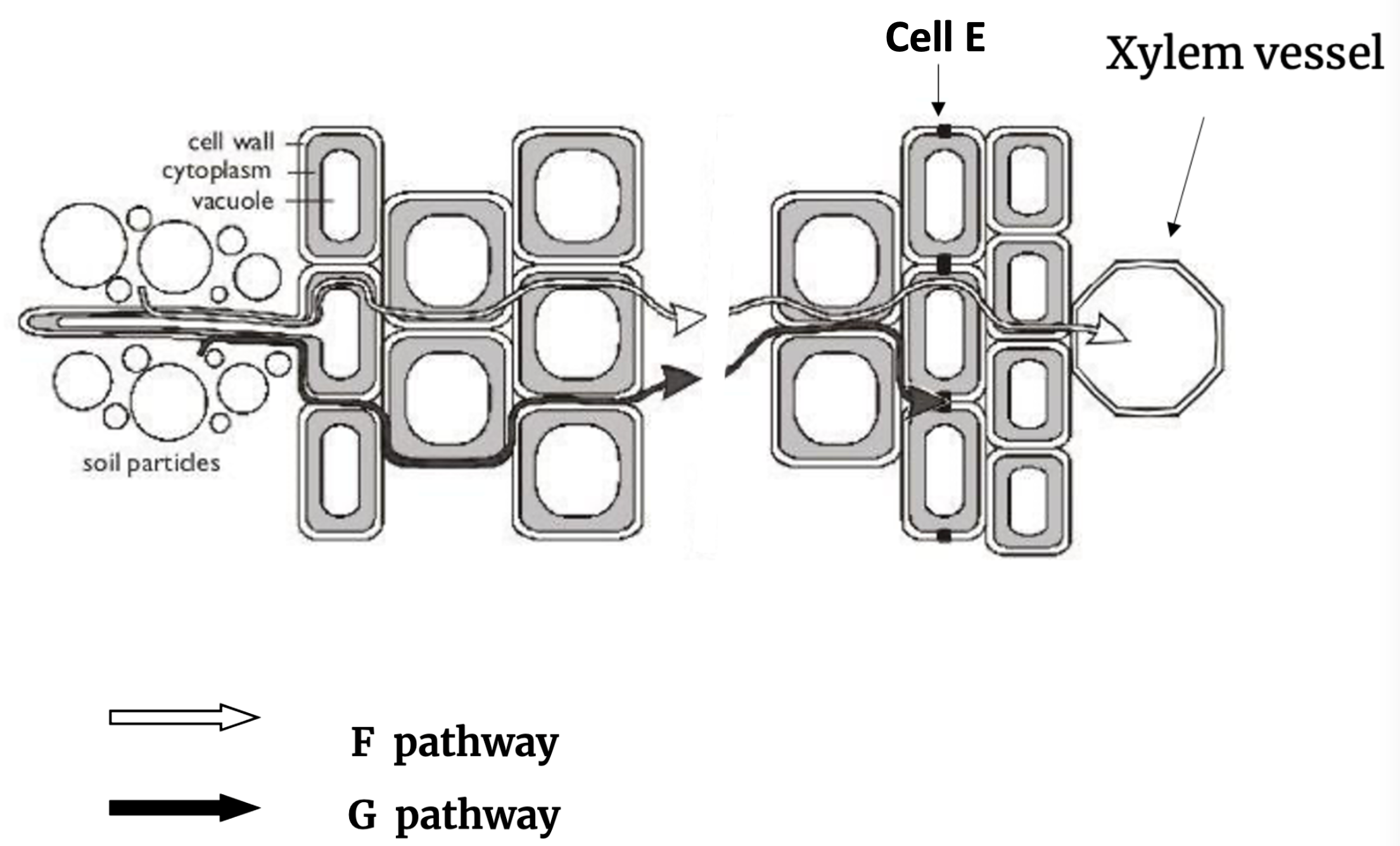 Diagram of a root cross-section showing soil particles feeding into rows of cells (each drawn with a cell wall, cytoplasm, and vacuole). Two routes are traced across the cells toward a xylem vessel: the F pathway (hollow arrow), which cuts through the cell interior at each cell, and the G pathway (solid arrow), which stays within the cell-wall space around the cell corners. Cell E, at the boundary nearest the xylem vessel, is marked with dark bands (a Casparian strip) where both pathways are forced to cross into the cytoplasm before reaching the xylem vessel.