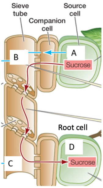 Diagram of phloem loading and unloading. At the source end, a mesophyll source cell (labeled A, containing sucrose) transfers sucrose via a companion cell into the sieve tube (labeled B). Sucrose then moves down the sieve tube through further companion-cell/sieve-tube pairs (labeled C at the sink-end sieve tube) into a root cell (labeled D, containing sucrose) at the sink.