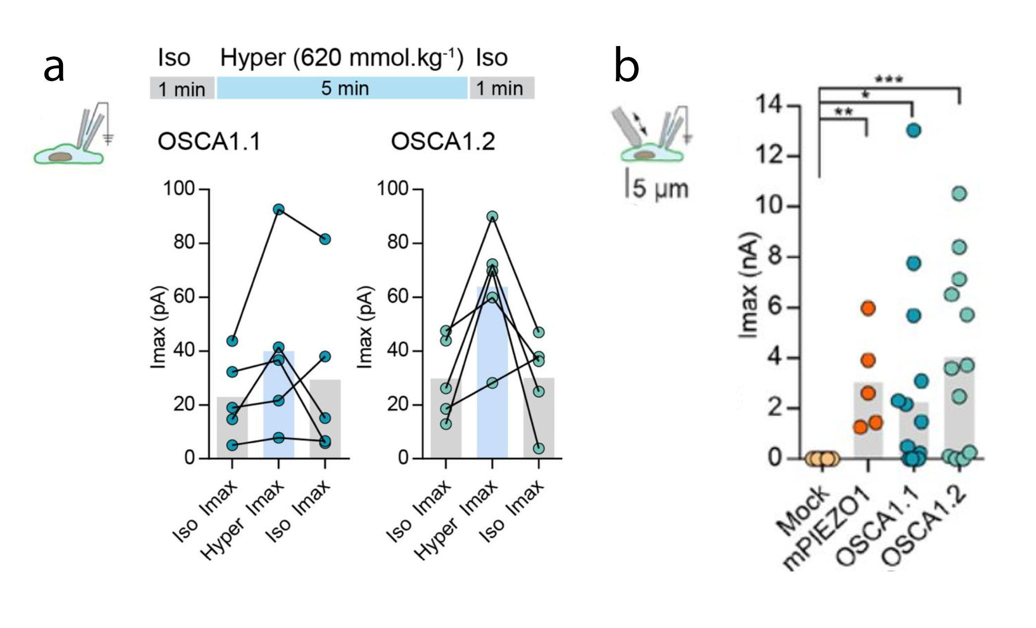 Two-panel figure. Panel a: patch-clamp recordings of peak current (Imax, in picoamps) for OSCA1.1- and OSCA1.2-expressing cells under isotonic conditions, then hyperosmotic conditions (620 mmol/kg), then isotonic again; each line connects the same cell across the three conditions, and both channels show a modest rise in current under hyperosmolarity. Panel b: peak current (Imax, in nanoamps) for Mock cells and cells expressing mPIEZO1, OSCA1.1, or OSCA1.2 in response to mechanical stretching; Mock cells show near-zero current, while mPIEZO1, OSCA1.1, and OSCA1.2 all show currents in the low-nanoamp range, each significantly above Mock.