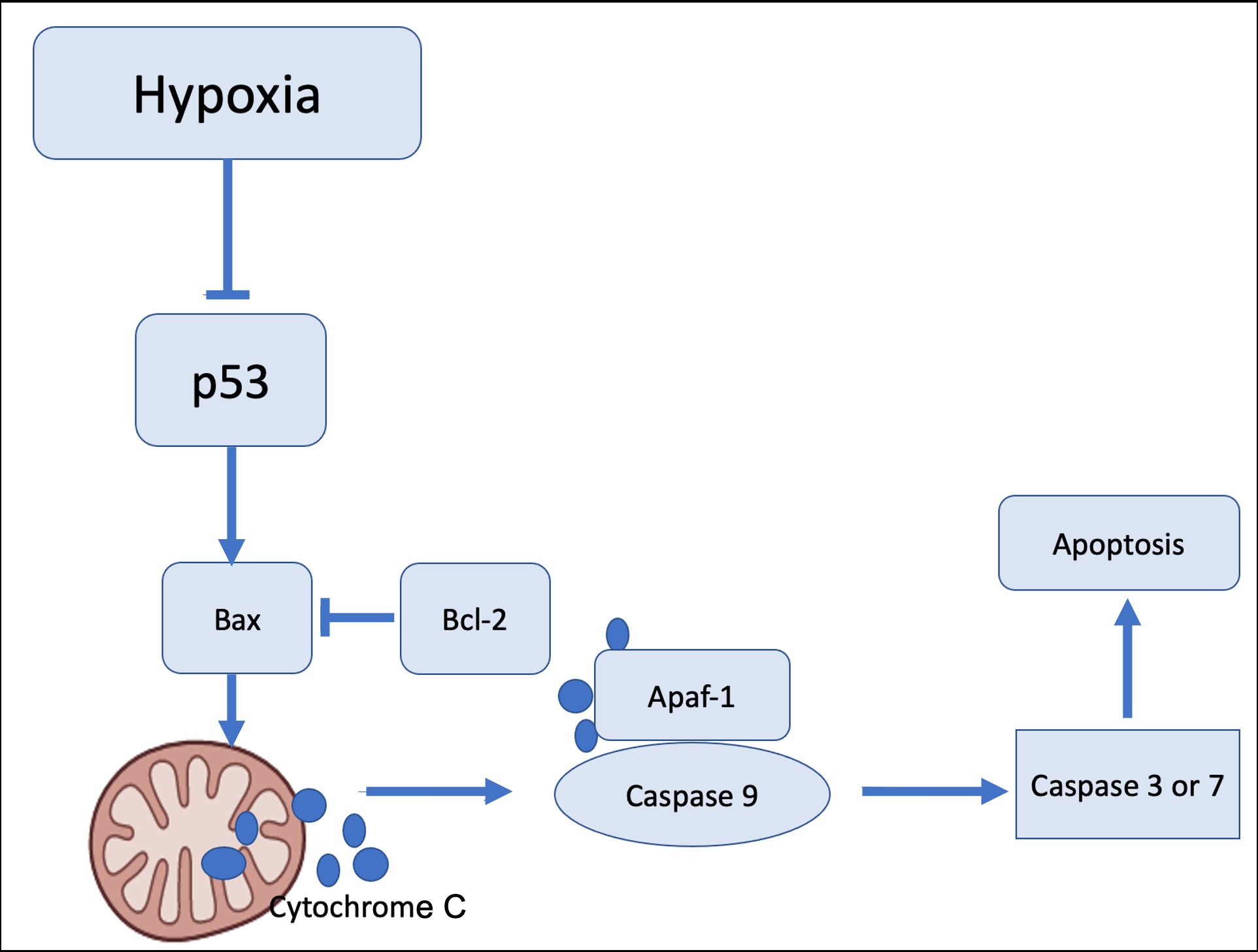 Pathway diagram: Hypoxia inhibits p53, p53 promotes Bax (opposed by Bcl-2), Bax triggers mitochondrial cytochrome c release, activating Apaf-1/Caspase 9, then Caspase 3/7, leading to apoptosis.