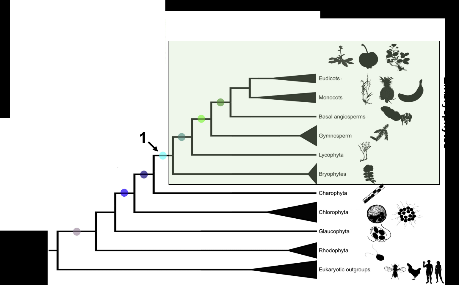 Phylogenetic tree with, from most basal to most derived: eukaryotic outgroups, Rhodophyta, Glaucophyta, Chlorophyta, Charophyta, and then a boxed clade of land plants (embryophytes) containing Bryophytes, Lycophyta, Gymnosperm, Basal angiosperms, Monocots, and Eudicots. Colored circles mark shared derived characters at successive nodes; a cyan circle labeled “1” marks the node at the base of the land-plant (embryophyte) clade, right after its divergence from Charophyta.